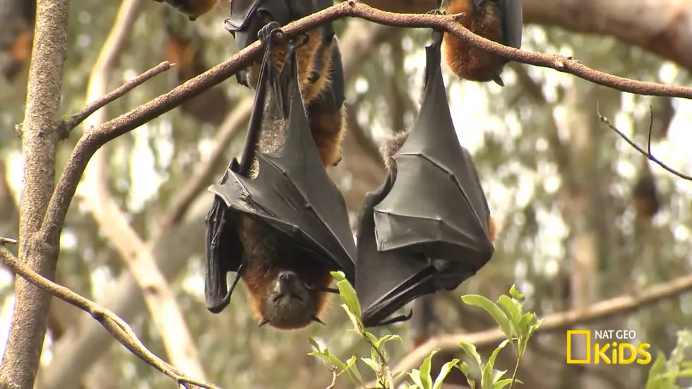 YouTube, Nat Geo