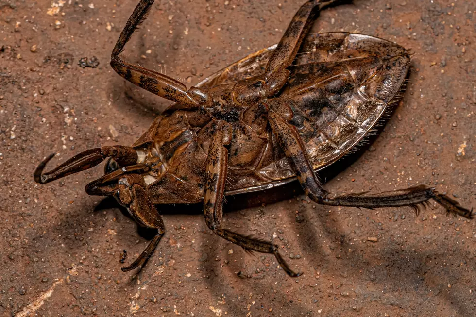 Giant water bug - bottom view - Canva