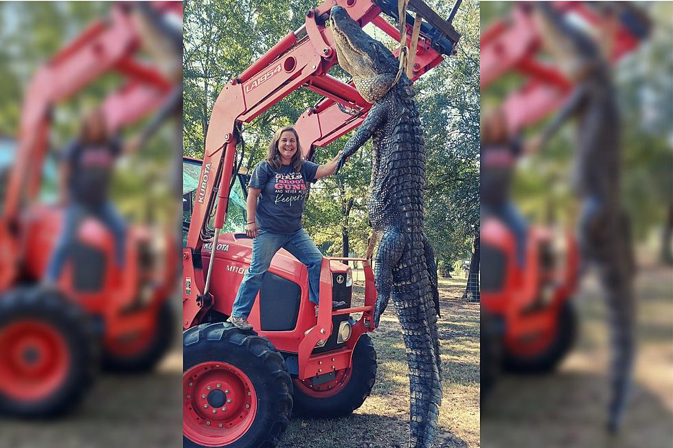Woman Catches Huge Gator in Arkansas on First Day of Alligator Hunting Season