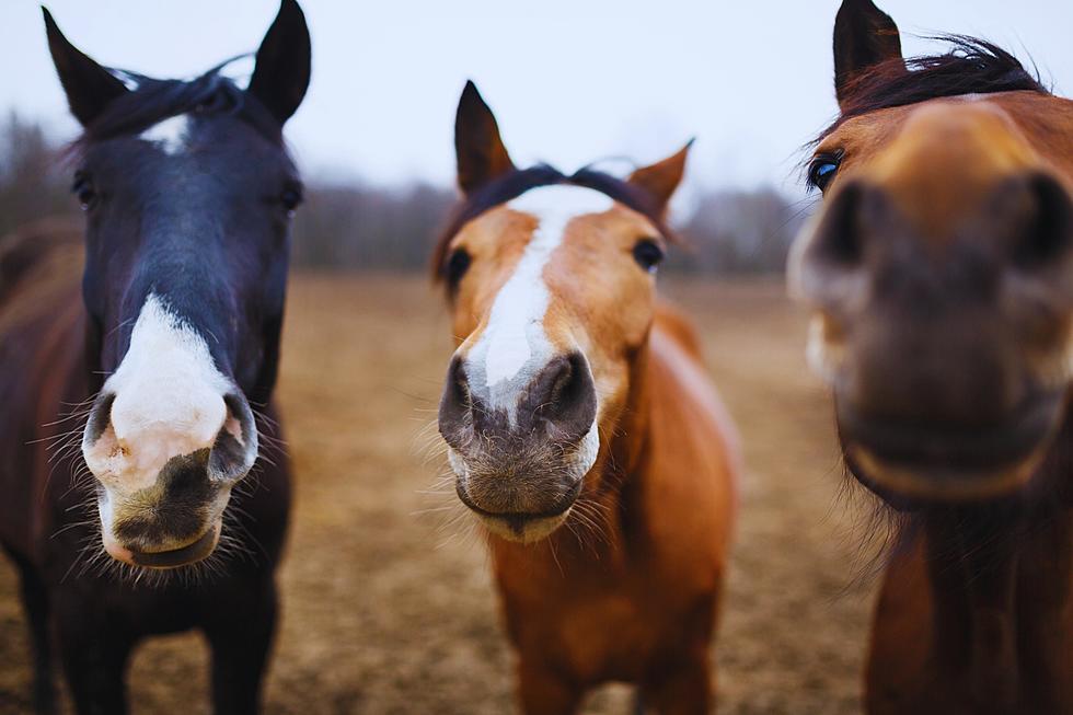 Adopt a Wild Horse or Burro in Two-Day Event in Idabel, OK