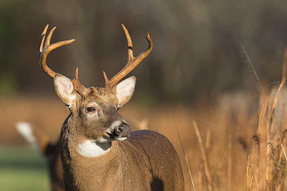 Texas Deer Population On The Comeback Trail From Summer Drought