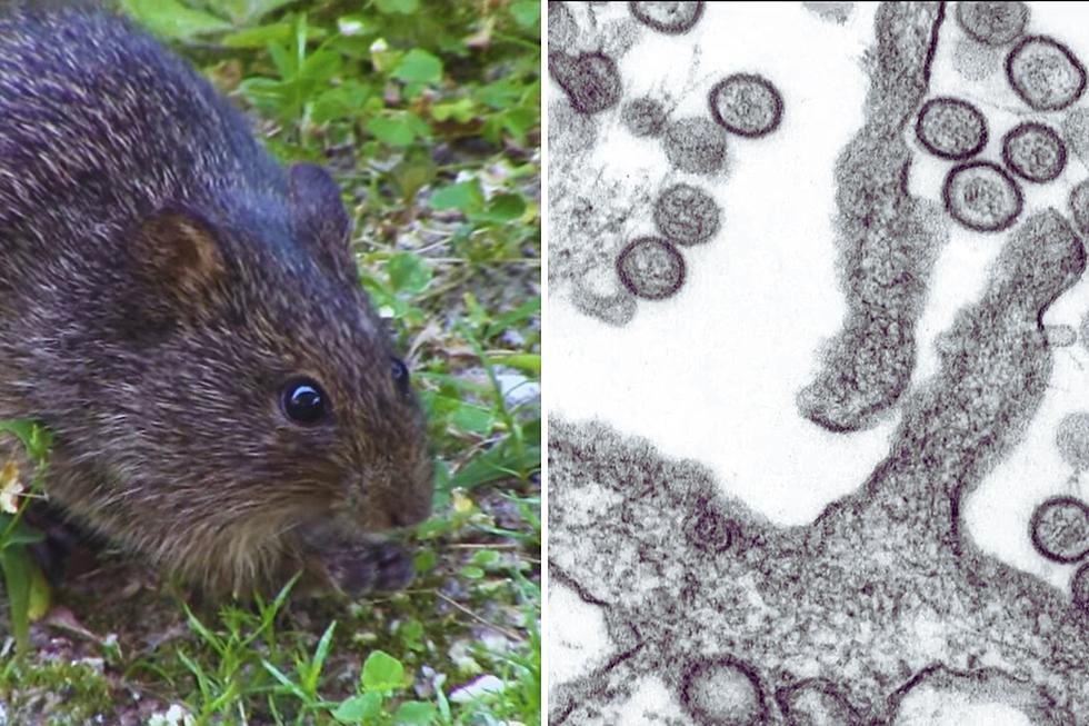 Arkansas Man Infected With Dangerous Deadly Virus Carried by Rats