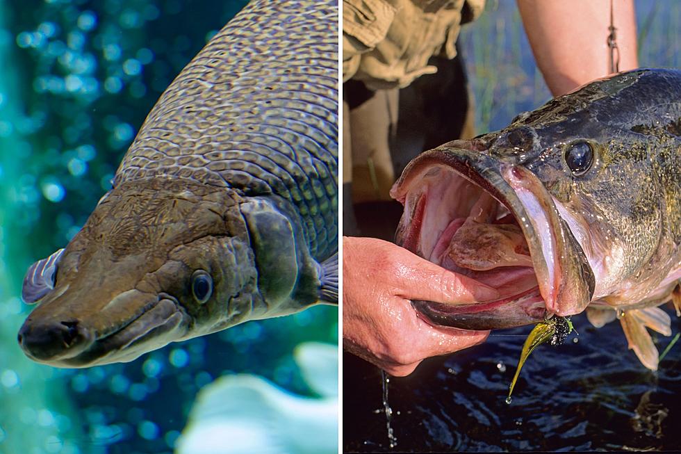 No Fish Tales Here – 48 Record Fish Caught In Arkansas