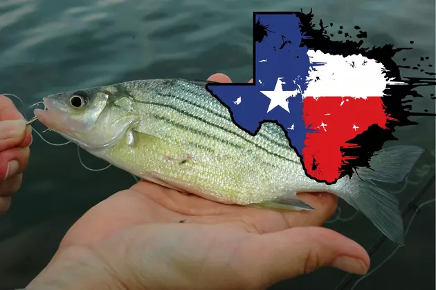 Anglers, It&#8217;s The Annual White Bass Run in Texas