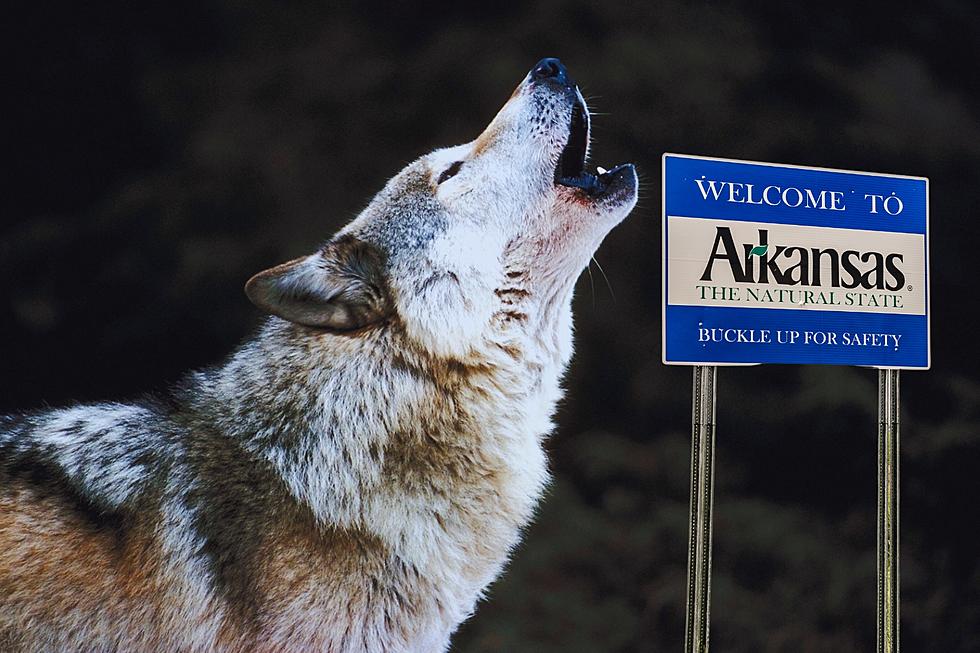 Is it Legal or Illegal to Own a Wolf Dog in Arkansas?