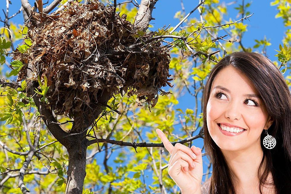 That Ball Of Leaves In Your Arkansas Tree Is Not A Birds Nest