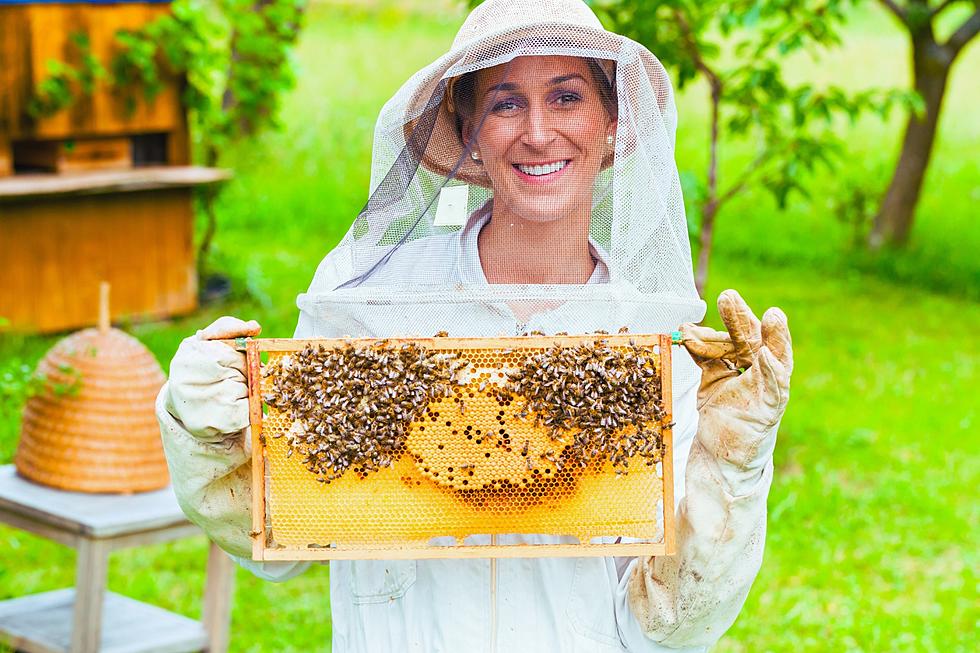 Learn How To Be A Beekeeper in This Special Class in Texarkana