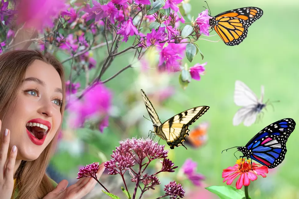 Beautiful &#8216;Butterflies in The Garden&#8217; Exhibit at This Texas Attraction
