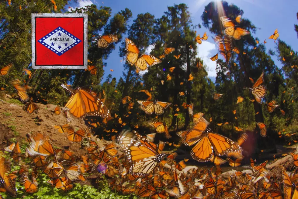 Millions of Beautiful Monarch Butterflies Are Headed to Arkansas