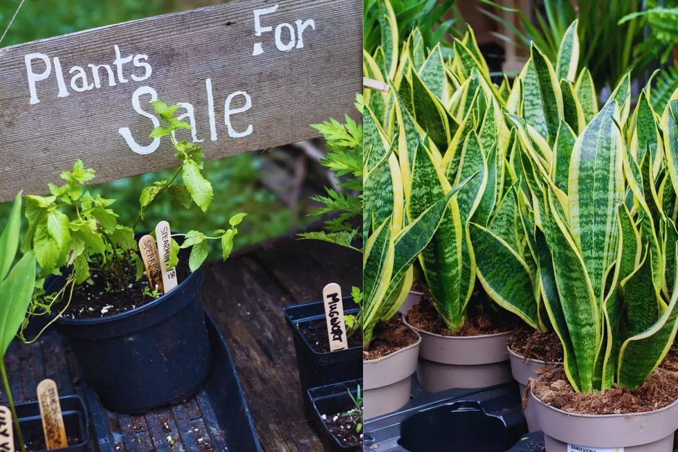 Spruce Up Your Home With Huge Plant Sale in New Boston, TX