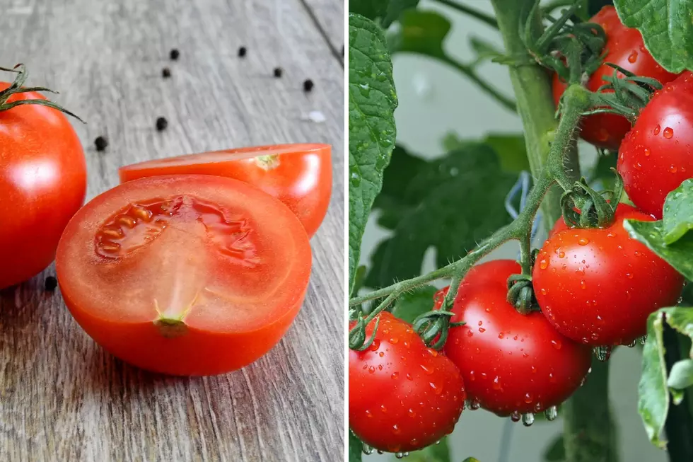 Tips for Tasty Tomatoes - Bowie County Master Gardeners