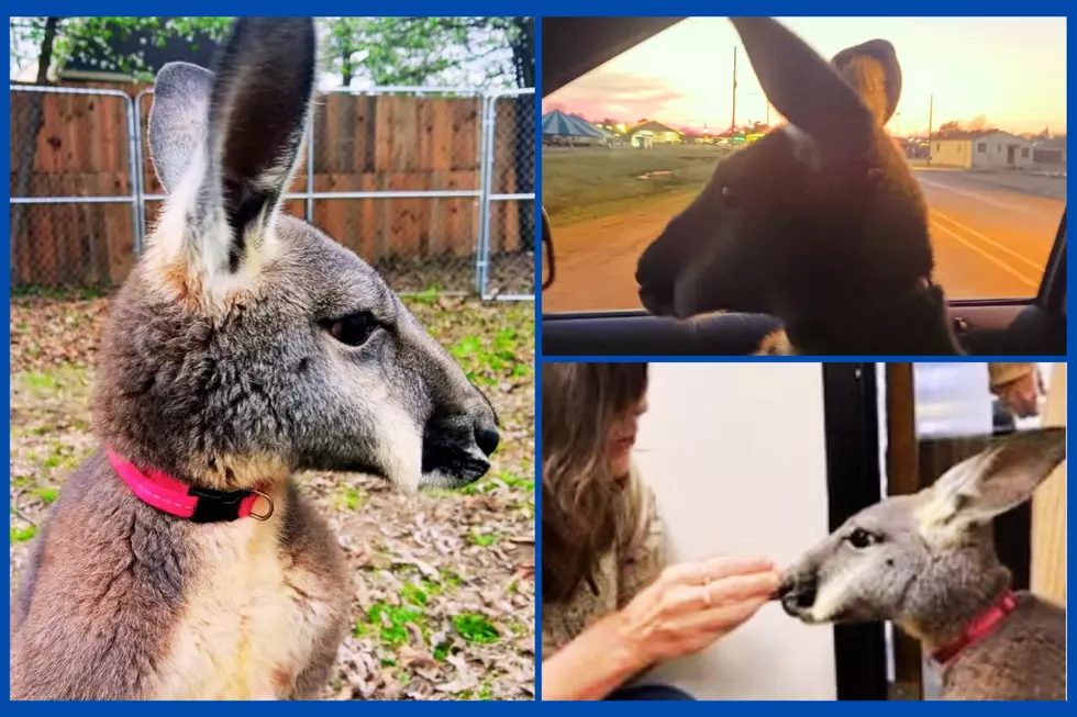 Texarkana&#8217;s Favorite Kangaroo Rocky Spreading Smiles With His New Fame