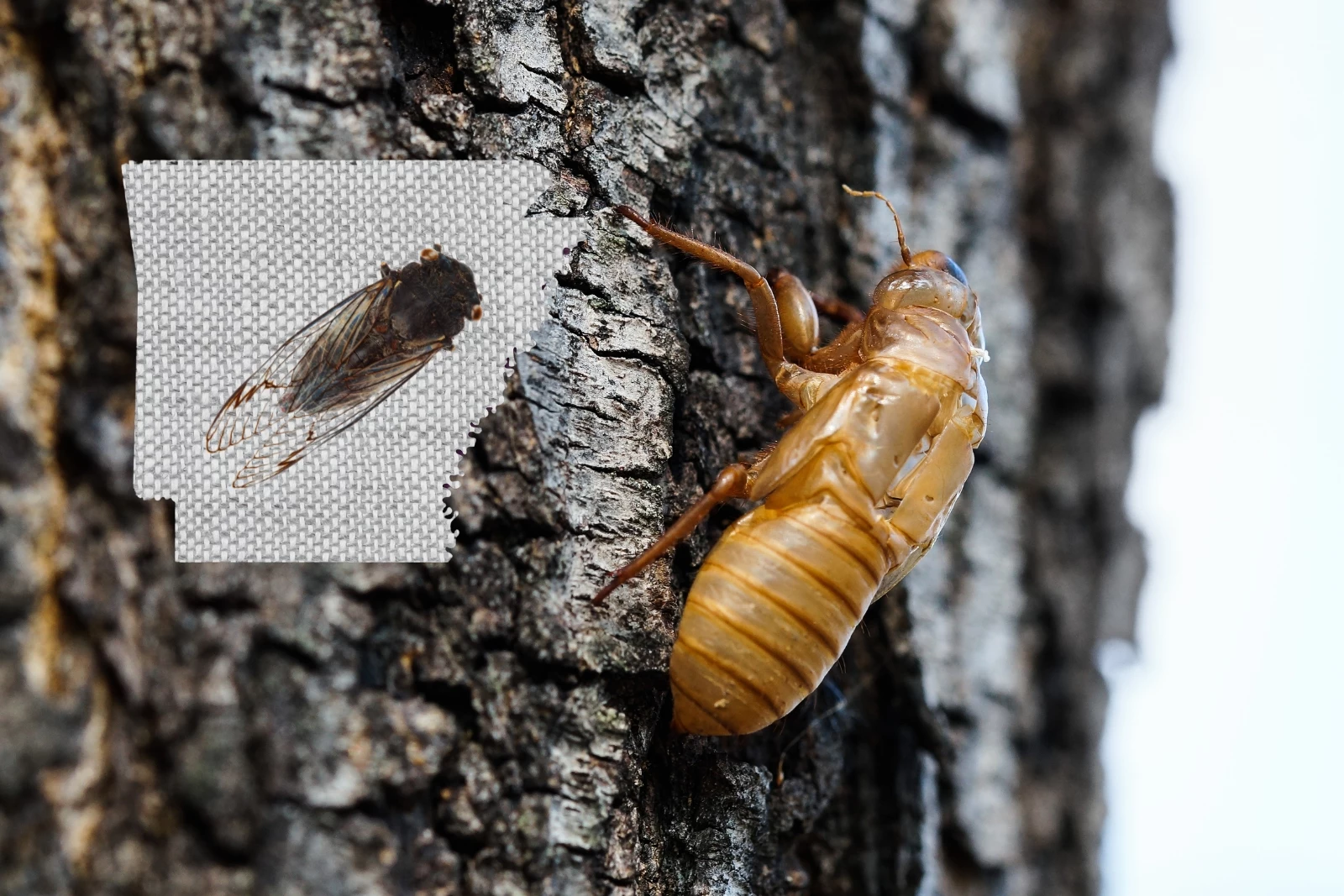 Cicada Invasion: See Map Where Cicadas Will be in Arkansas