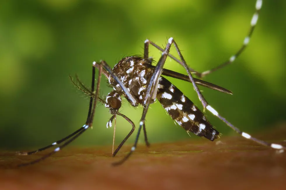Beware: Asian Tiger Mosquito in Arkansas on the Rise