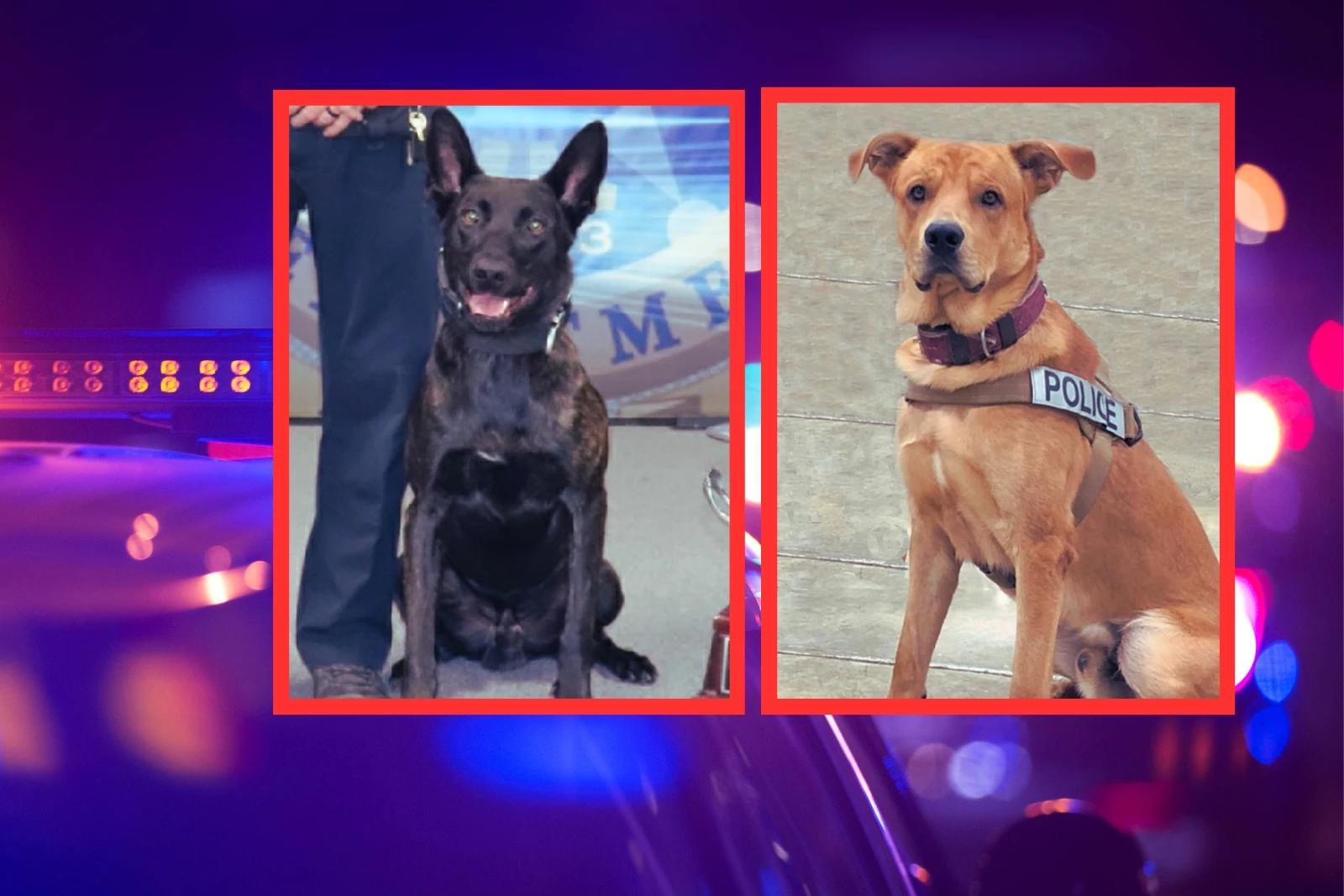 Texarkana Police K9 Teams Advance to Compete in National Trials