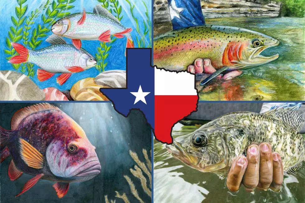 2024 Winners Announced in The Texas Fish Art Contest