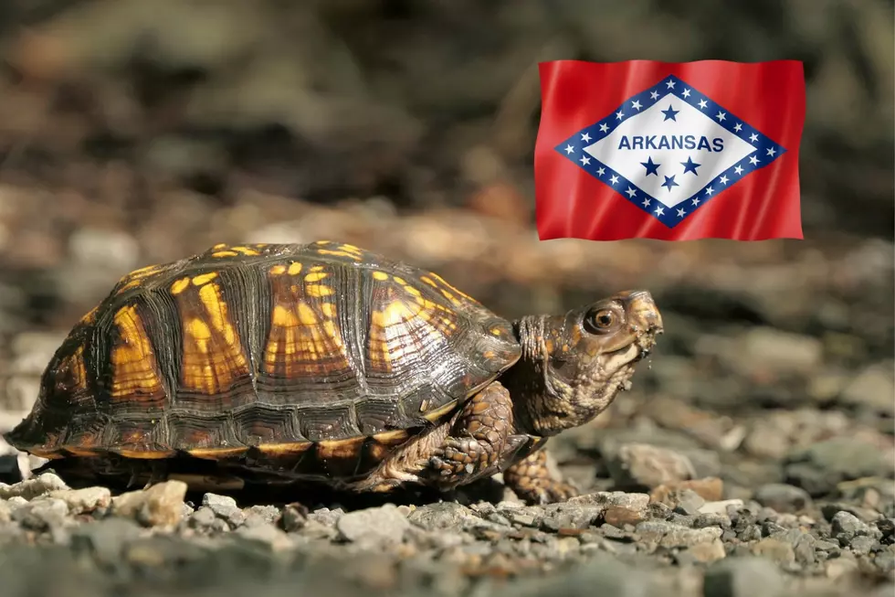 Is It Illegal To Keep A Box Turtle You Find In Your Yard In Arkansas?