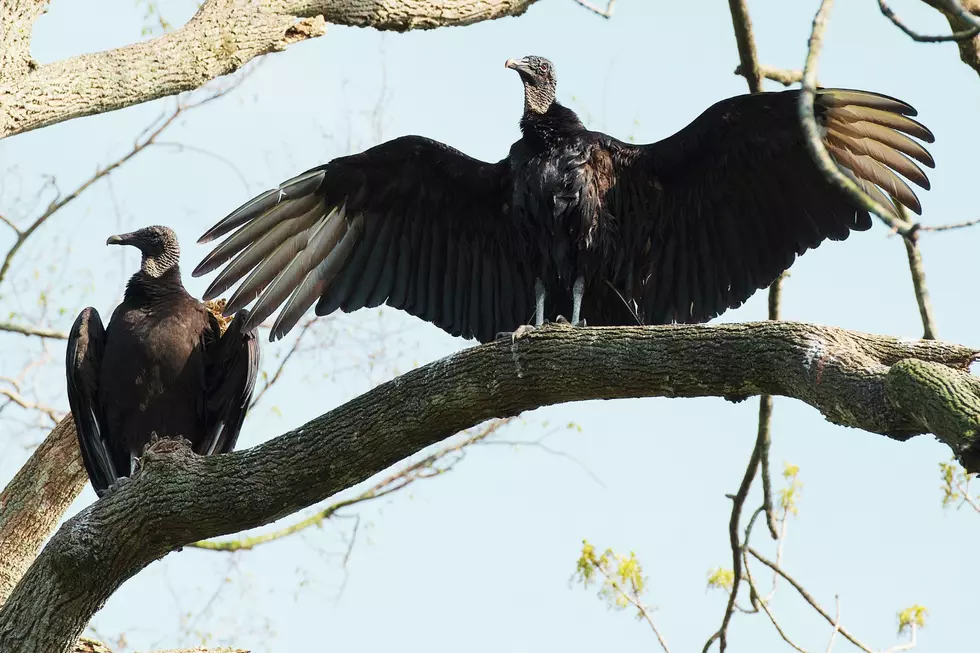 Keep and Eye Out for Aggressive Black Vultures in Arkansas