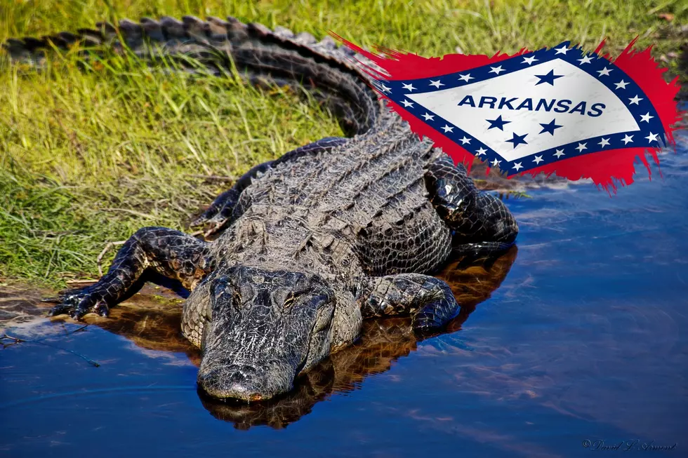 Hunters It’s Time to Register for Alligator Season in Arkansas