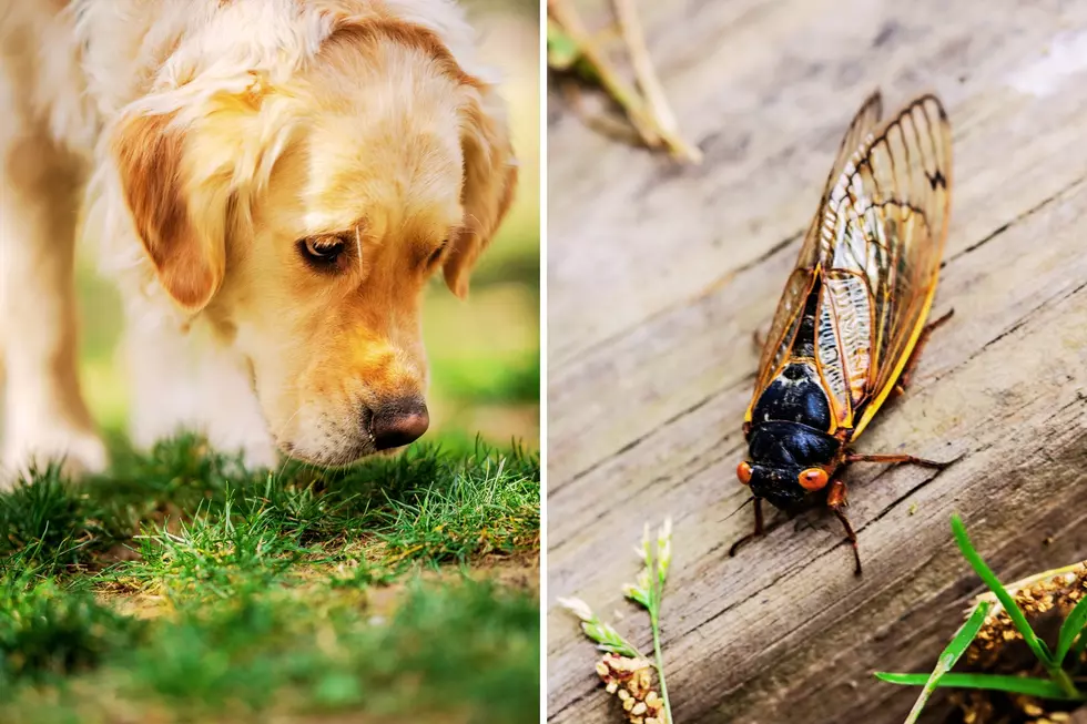They're Here - Cicadas in Arkansas Could Pose Risk to Pets