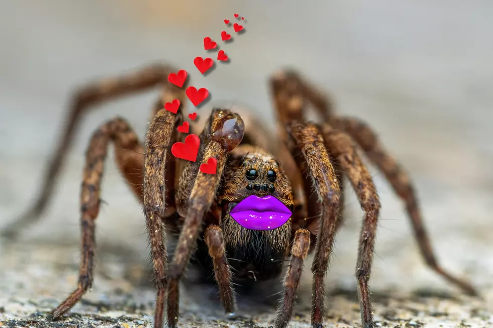 Hey Big Boy - Tarantulove - Canva