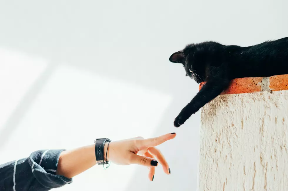 Photo by Humberto Arellano on Unsplash