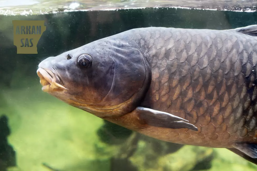 Help Control Invasive Black Carp in Arkansas And Earn $100