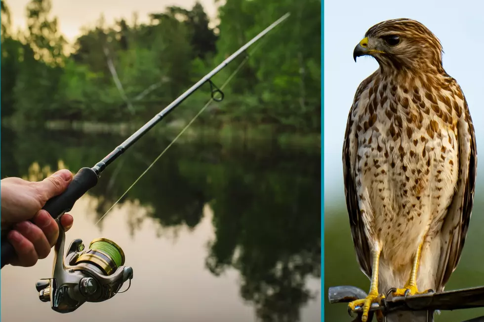 Here's How Cut Fishing Lines Endanger Texas Wildlife