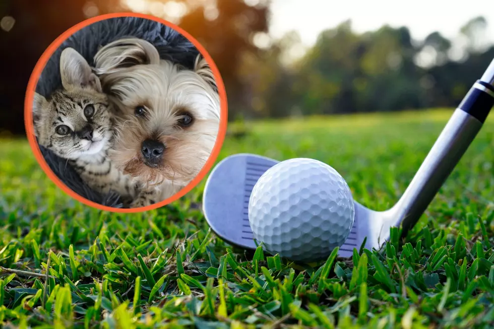 Play Golf for Texarkana Shelter Animals at Paws & Pars Event