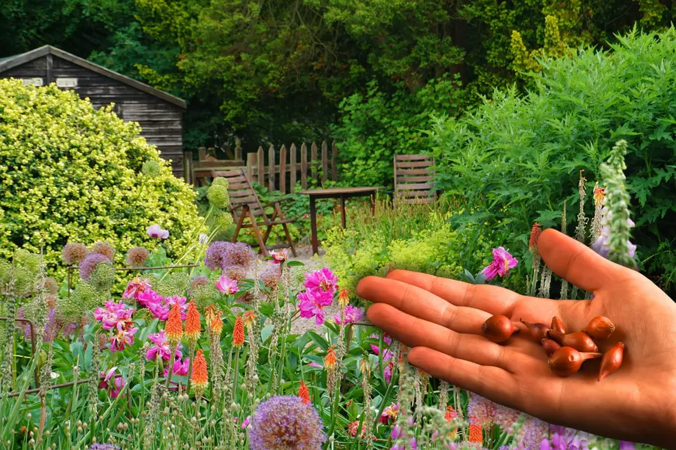 Grow More for Less: Local Master Gardeners Share Insider Seed Saving Secrets in Free Class