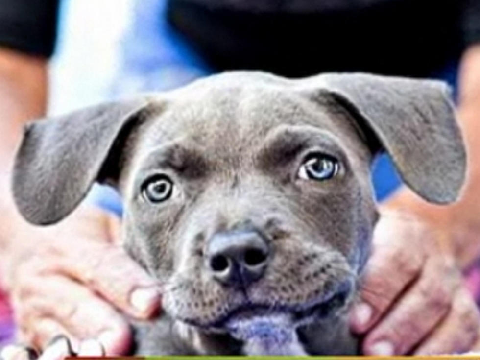 Adorable Handicapped Puppy Rescued After Owners Threw Her in Trash [VIDEO]