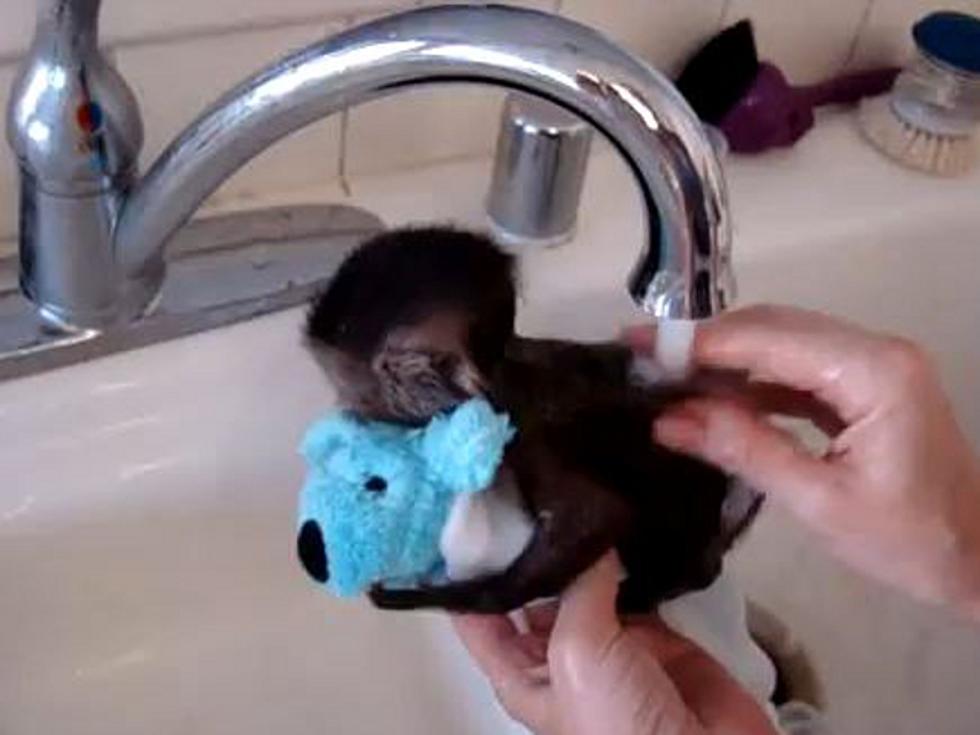 Adorable Baby Monkey Clutches Stuffed Toy During Bath Time [VIDEO]