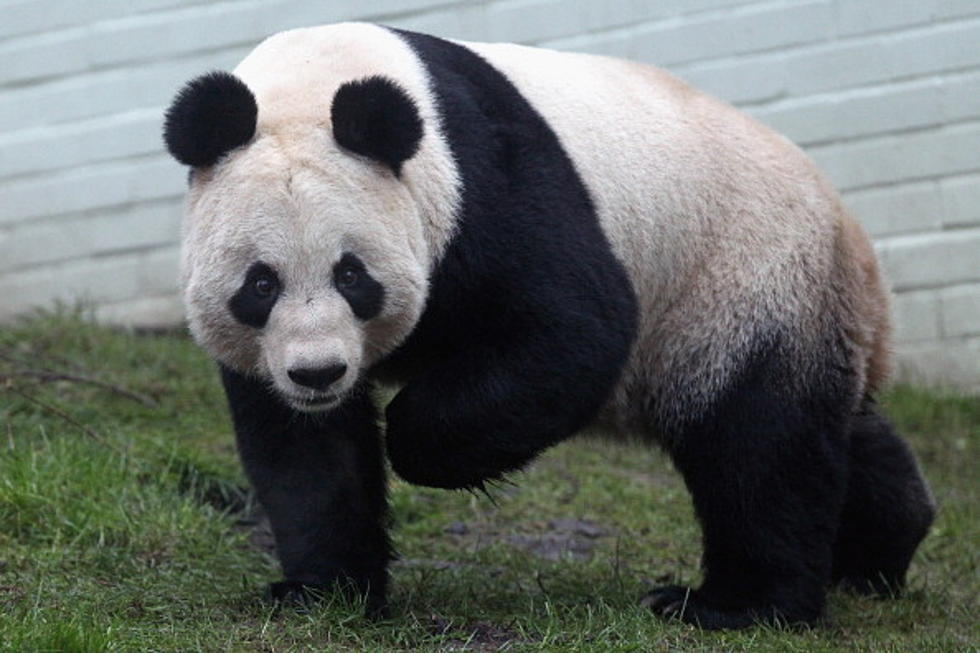 Is Your Tea Fertilized With Panda Poo?