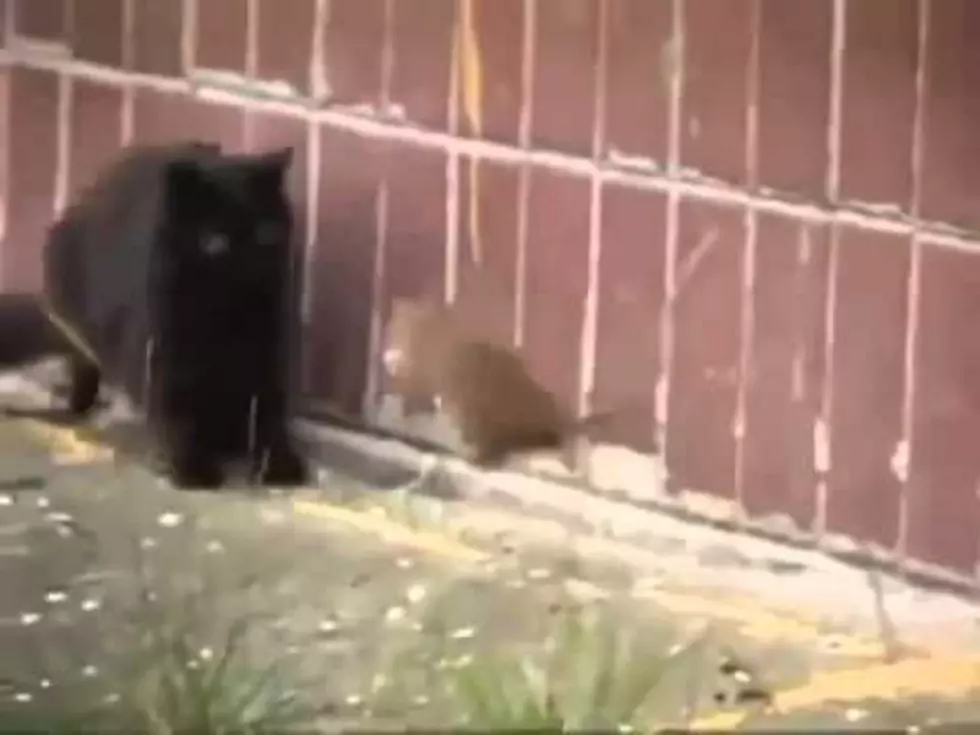 Mouse vs. Gang of Cats [VIDEO]