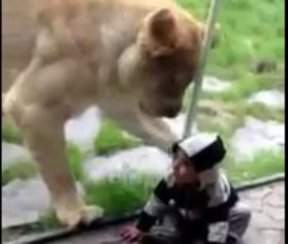 Surprising Video of “Zebra Baby” Attacked by a Lion [Video]