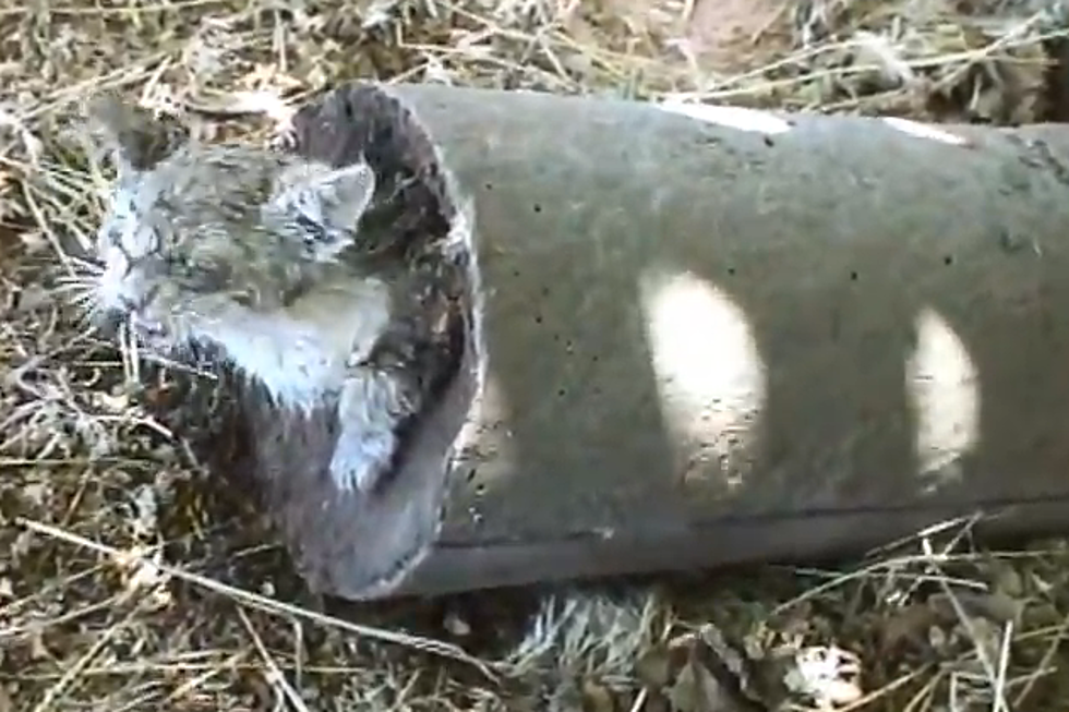 Man Rescues Cat Buried Alive in Concrete [GRAPHIC VIDEO]