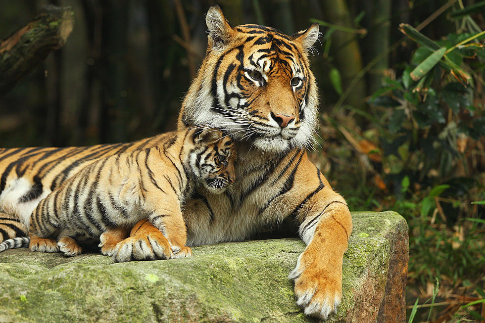 Man Jumps Into Tiger Pen at Bronx Zoo on Purpose
