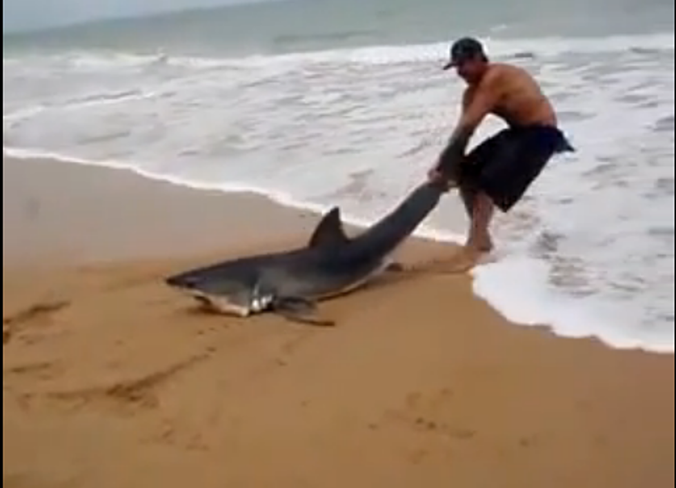 Man Saves Beached Great White Shark[VIDEO]