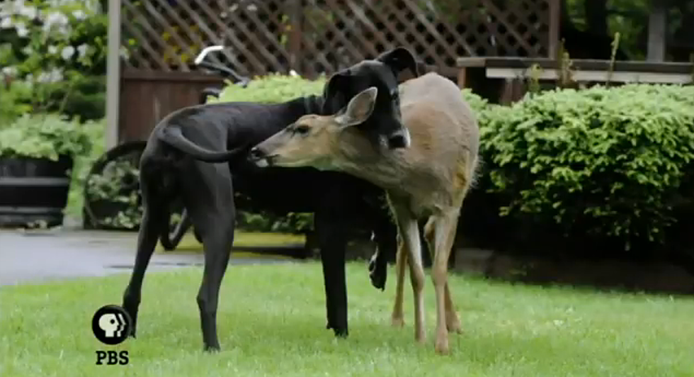 Great Dane and Deer Become Best Friends [VIDEO]