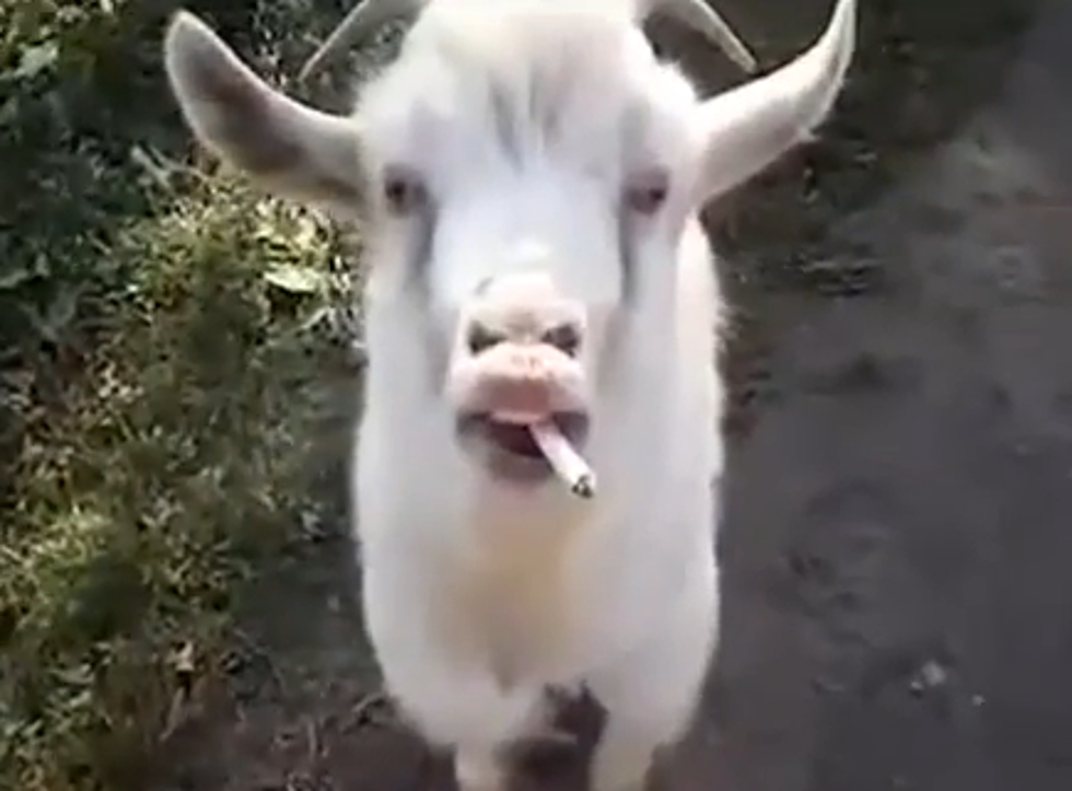 Goats Continue to Take Over the Internet [VIDEO]
