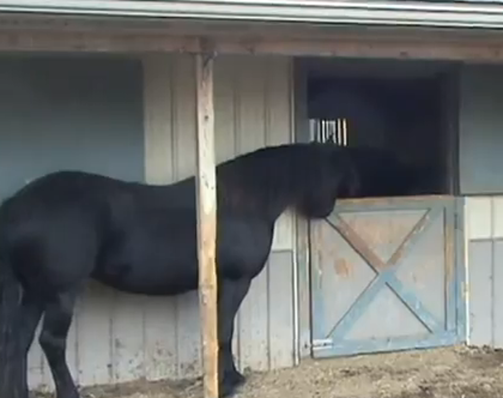 This Horse Knows How to Escape [VIDEO]
