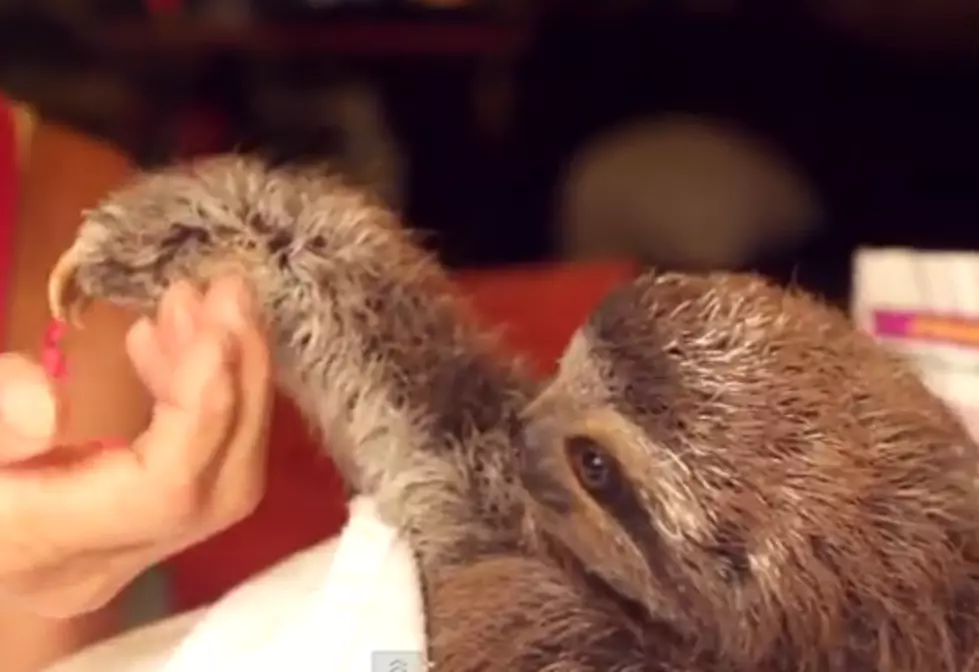Meet Matty, the Flower Bearing Sloth [VIDEO]