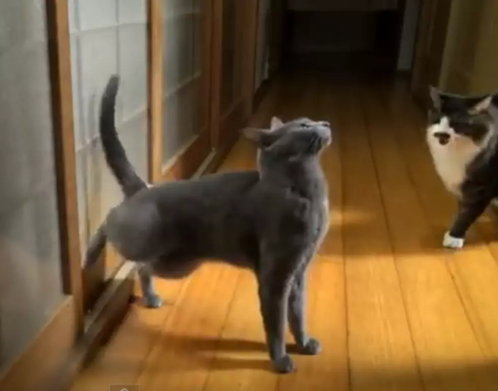 Rapid Fire Cat Gets What He Wants [VIDEO]