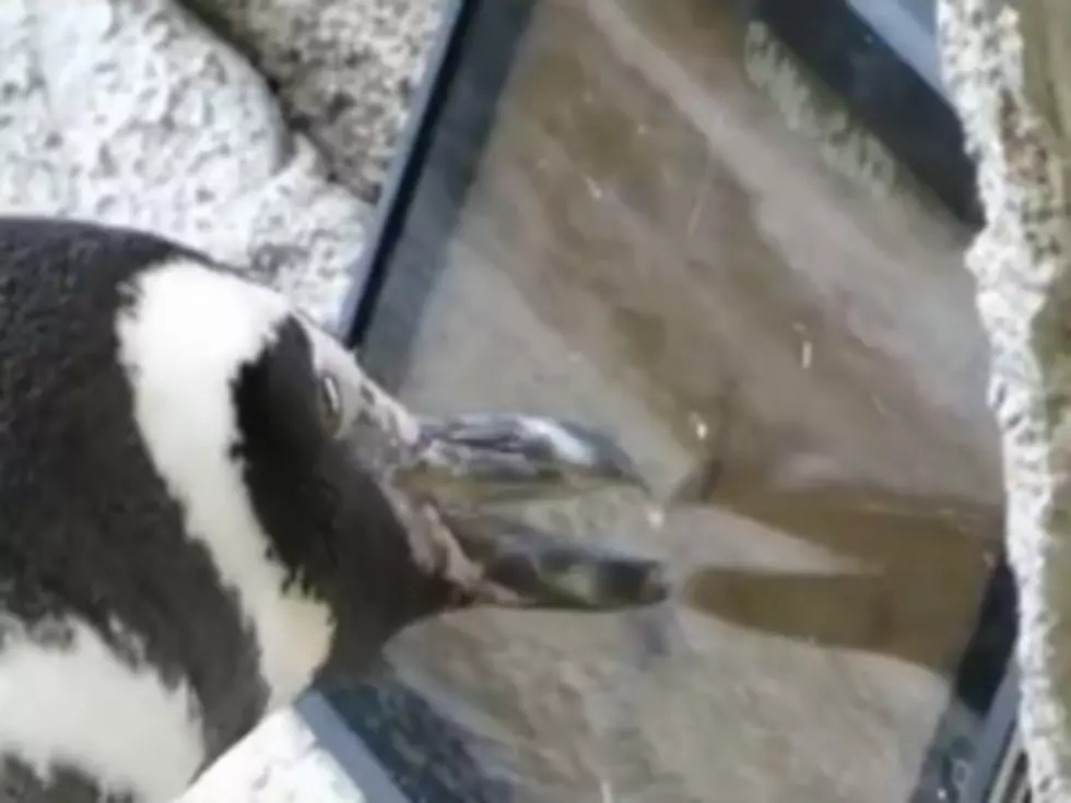 Even Penguins Like the iPad [VIDEO]