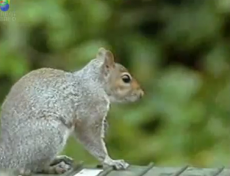 Mission Impossible Squirrel has Better Moves than Tom Cruise [VIDEO]