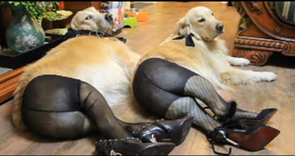 Putting Dogs in Pantyhose is a Thing Now [VIDEO]