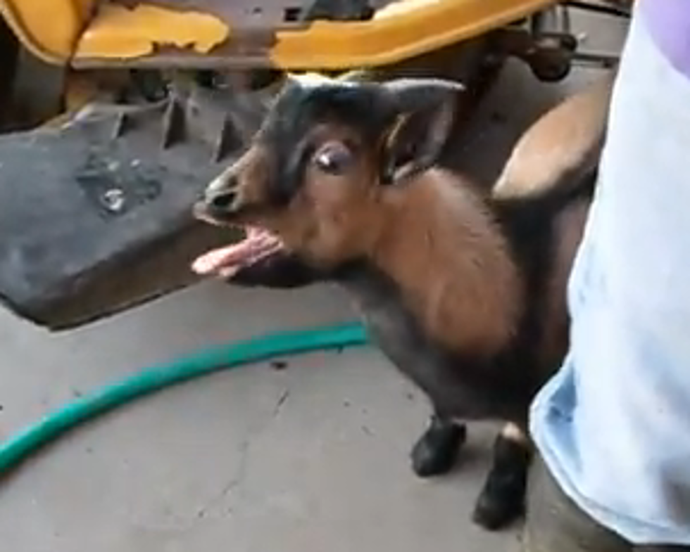 This Goat Thinks it’s a Chicken [VIDEO]