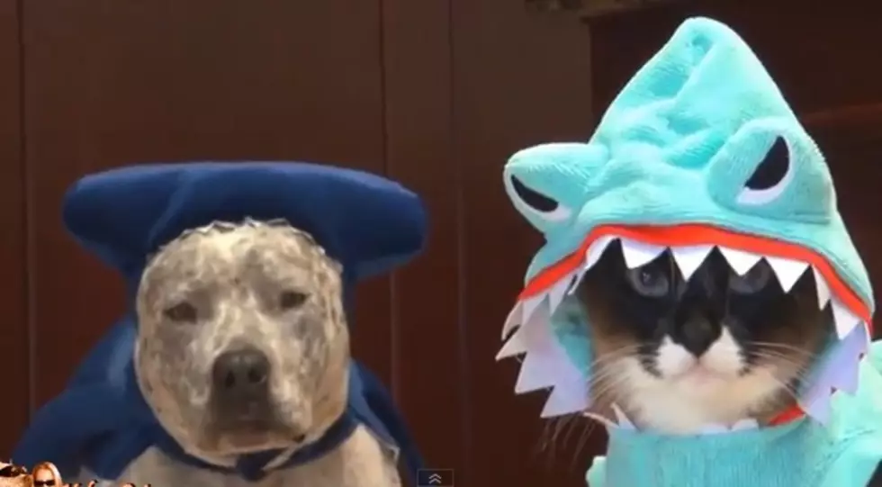 Beware of the Shark Cat!