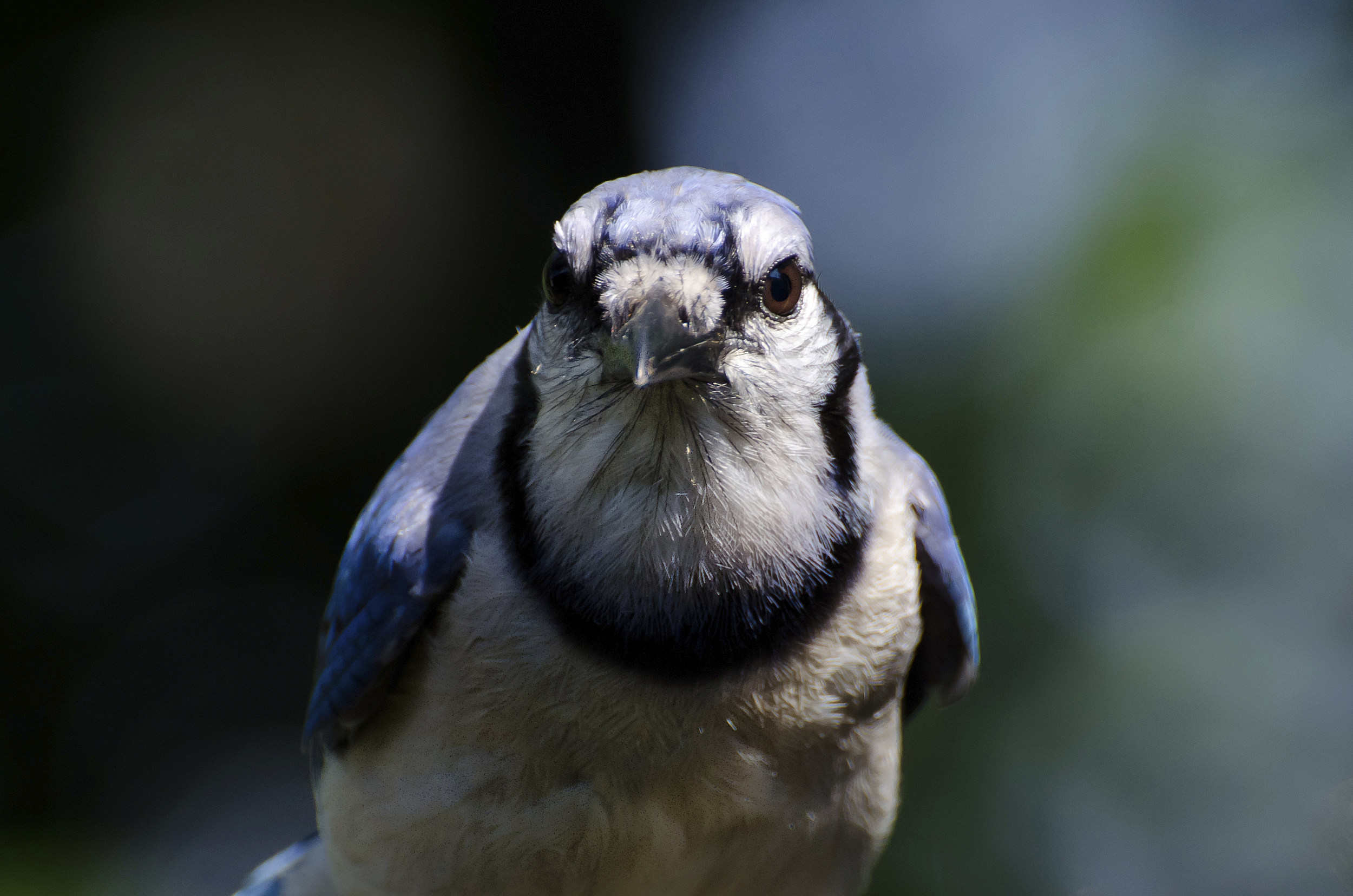 You Have An Aggressive Blue Jay In Your Yard Now What