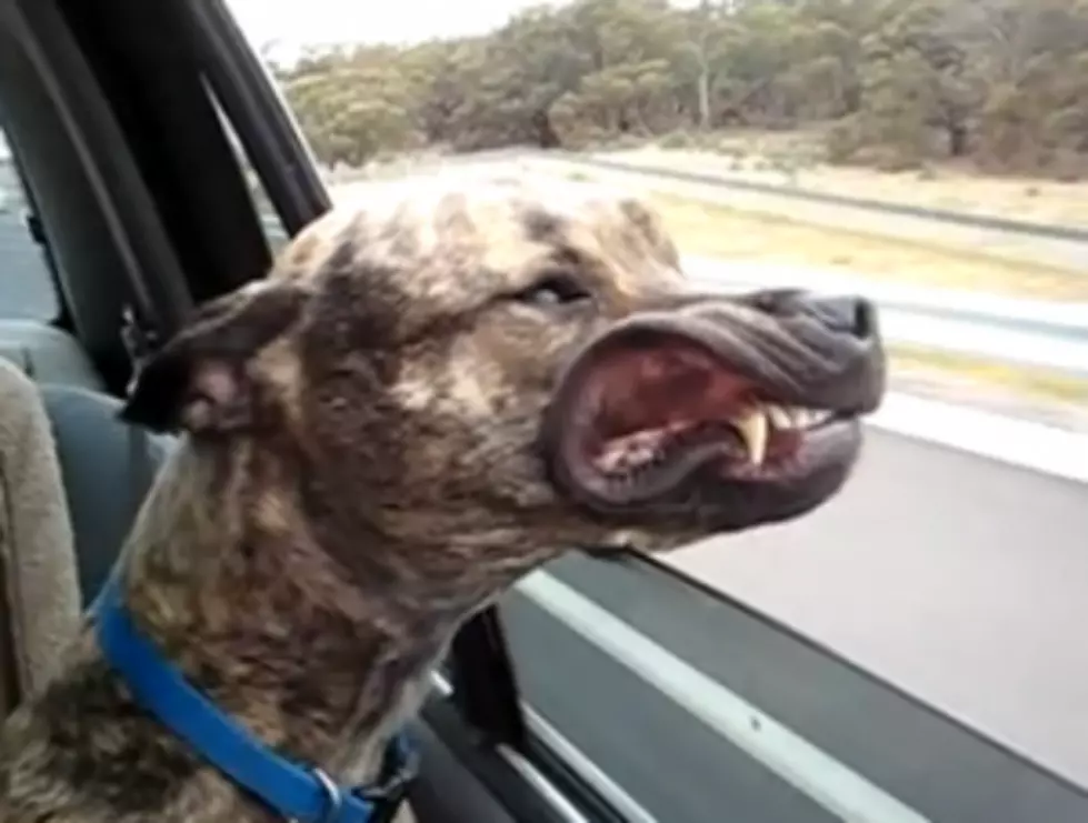 It’s Friday! Celebrate with Funny Dogs Hanging Out of Car Windows!